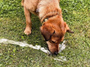 Küçük kahverengi bir köpek çimenleri sulamak için kullanılan bir hortumdan akan suyu içer..