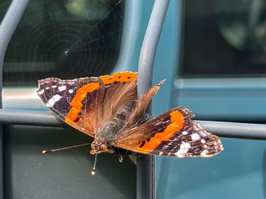 A butterfly sits on the metal elements of a fence. clipart