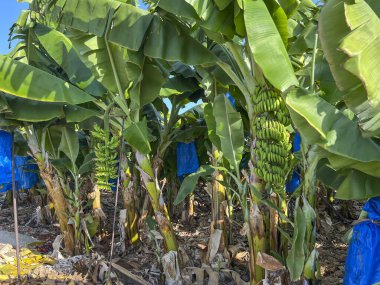 Kıbrıs Rum Kesimi 'nin Paphos semtinde muz ekimi.