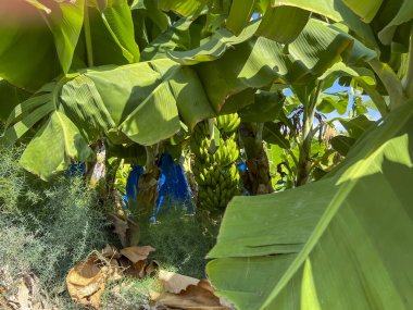 Banana plantation in Cyprus in the Paphos district. clipart