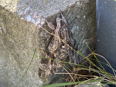 A moth flying during the day, sitting near a garden fence. clipart