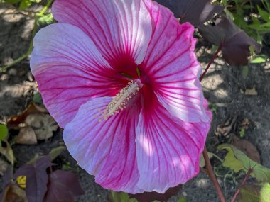 Daimi amber çiçeği, Yaz Fırtınası, pembe ve beyaz çiçek yakın plan..