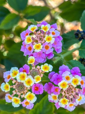 Akdeniz kıyısında Kissonerga, Paphos bölgesi yakınlarındaki kaldırımlarda Lantana çiçekleri, Kıbrıs Rum Kesimi.