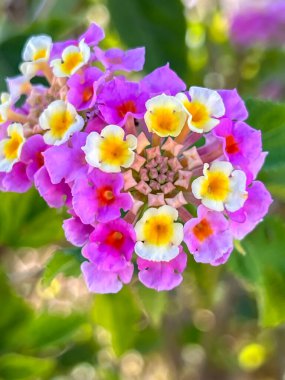 Lantana flowers by the sidewalks on the Mediterranean coast near Kissonerga, Paphos region, Cyprus. clipart