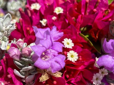 Blooming purple sage, Texas sage and other flowers blossoms, on the Mediterranean coast in Cyprus in the Kisonerga area. clipart