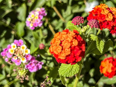 Lantana flowers by the sidewalks on the Mediterranean coast near Kissonerga, Paphos region, Cyprus. clipart