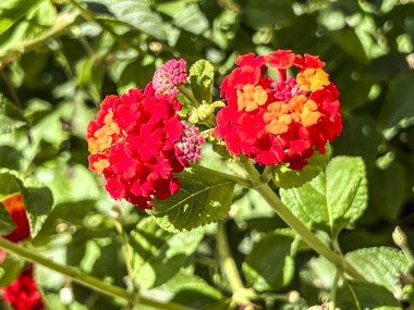 Lantana flowers by the sidewalks on the Mediterranean coast near Kissonerga, Paphos region, Cyprus. clipart