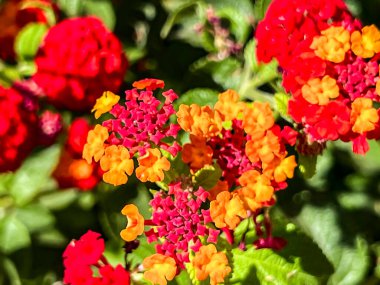 Lantana flowers by the sidewalks on the Mediterranean coast near Kissonerga, Paphos region, Cyprus. clipart