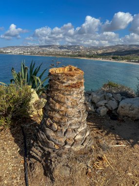 A cut trunk of a palm tree growing in the Kissonergia area of Cyprus in the Paphos region on the Mediterranean Sea clipart