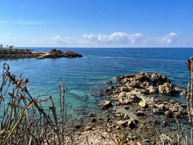 Akdeniz 'in Paphos bölgesinde Kıbrıs' ın Kissonergia bölgesinde yetişen bir palmiye ağacının kesilmiş gövdesi.