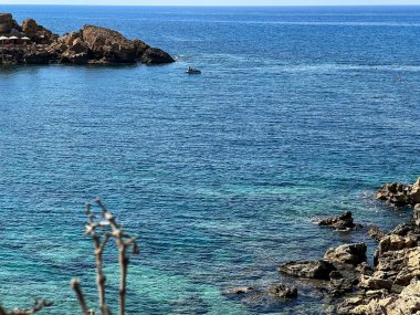 Akdeniz 'in Paphos bölgesinde Kıbrıs' ın Kissonergia bölgesinde yetişen bir palmiye ağacının kesilmiş gövdesi.