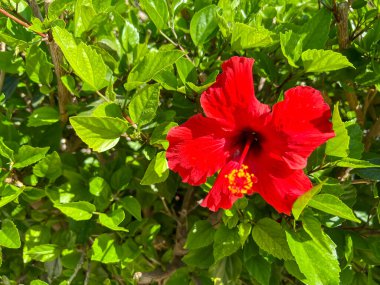 Daimi amber çiçeği, Yaz Fırtınası, pembe ve beyaz çiçek yakın plan..