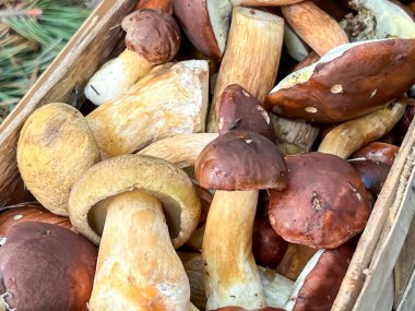 Ormanda yakın planda bir sepette toplanmış mantarlar..