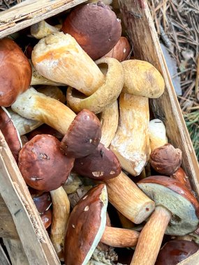 Mushrooms collected in a basket in the forest in close-up. clipart