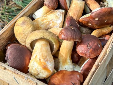 Ormanda yakın planda bir sepette toplanmış mantarlar..