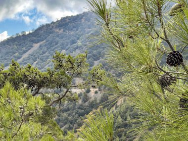 Mountain panorama, area of Kykkos Monastery in the Troodos Mountains in Cyprus clipart