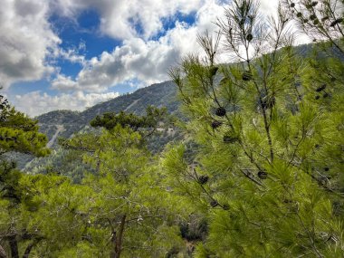 Mountain panorama, area of Kykkos Monastery in the Troodos Mountains in Cyprus clipart