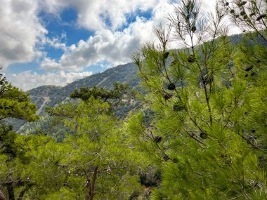 Mountain panorama, area of Kykkos Monastery in the Troodos Mountains in Cyprus clipart