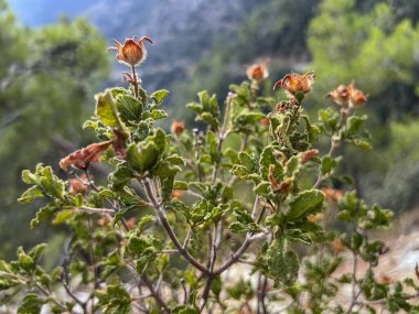 Kıbrıs 'taki Troodos Dağları' nda bulunan küçük bir çalılık, muhtemelen bir kaya gülü, rockrose. Yanmayan çekirdekleri olan kendi kendine yanabilen bir bitki..