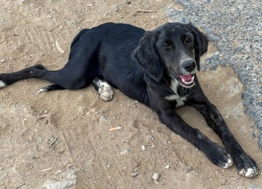 Kıbrıs 'ın Famagusta kenti yakınlarındaki Salamis arkeolojik harabelerinde sıcak zeminde yatan evsiz siyah bir köpek..