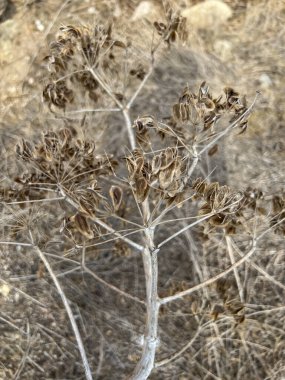 Dried umbels and seeds of a large weed found in Cyprus, A plant similar to Sosnowsky's hogweed or Mantegazzi's hogweed, an invasive plant that can burn the skin. clipart