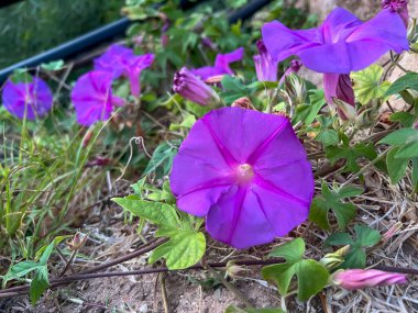 Vahşi Ipomoea indica, Convolvulaceae familyasından mavi sabah zaferi, okyanus mavisi sabah zaferi, koali awa ve mavi şafak çiçeği gibi birçok yaygın isimle bilinen bir bitki türüdür..