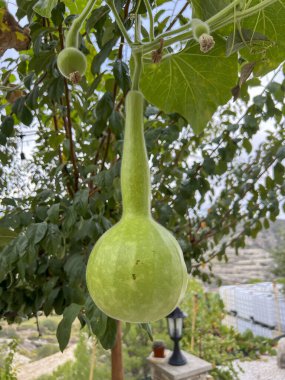 Lagenaria siceraria meyveleri Kıbrıs güneşinin altında çalıların üzerinde olgunlaşıyor.