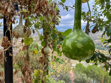 Lagenaria siceraria fruits ripening on the bush in the Cypriot sun. clipart