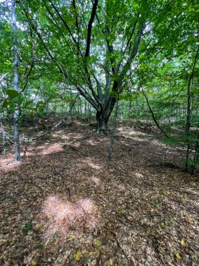 Polonya 'nın Krakow-Czestochowa Tepesi' ndeki Mirow ve Bobolice şatolarının etrafındaki patikaların ve turistik yolların oluşturduğu meşe ve boynuz kirişlerinin hakimiyeti altındaki yaprak döken bir orman..