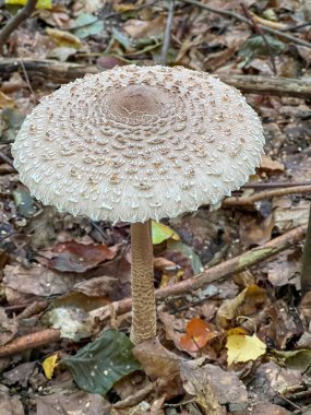 Yenilebilir mantar Macrolepiota procera (Scop.) Yaprakların arasında büyüyen şarkıcı, yakın planda görünür..