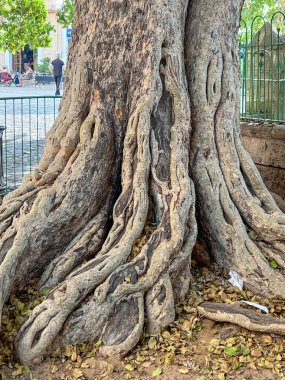 Kuzey Kıbrıs 'taki Lala Mustafa Paşa Camii / Famagusta (1299 yılında dikilmiş) avlusundaki tarihi 