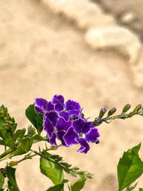 Duranta, Kıbrıs Rum Kesimi 'nde Kolosi Kalesi yakınlarında büyüyen çiçeklere (veya Altın Çiy damlasına) tövbe ediyor..