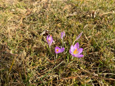 İlkbaharda açan mor timsahlar..