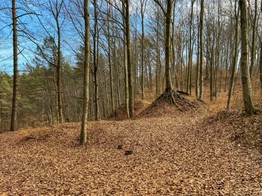 Baharın başlarında bir kayın ormanı. Yaşlı, ölü yapraklar yerde yatar ve henüz yeni yapraklar yoktur..