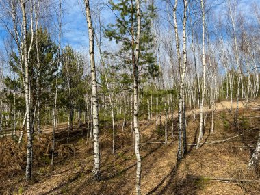 İlkbaharın başlarında huş ağaçları eski ölü yapraklar yerde yatarken yenileri henüz orada değildir..