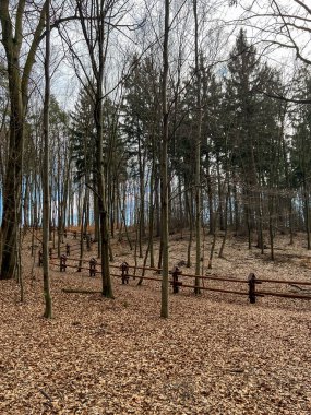 Baharın başlarında bir kayın ormanı. Yaşlı, ölü yapraklar yerde yatar ve henüz yeni yapraklar yoktur..