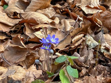 Hepatica nobilis değirmeninin mavi çiçekleri. İlkbaharın başlarında çiçek açan Polonya 'da sık sık yaprak döken ormanlarda bulunur..