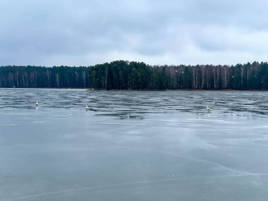 Buzda yürüyen kuğular. 