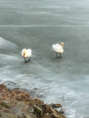 Buzda yürüyen kuğular. 