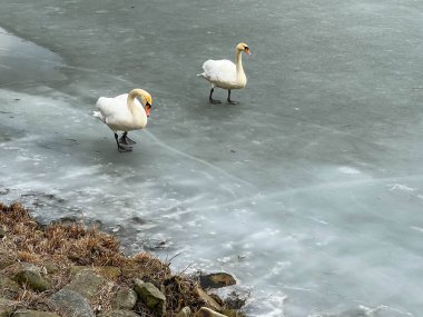 Buzda yürüyen kuğular. 
