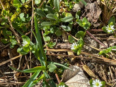 Yaygın civciv otu (Stellaria media) karanfil familyasından yıllık bir ottur. Polonya 'da ve tüm dünyada çok yaygındır..