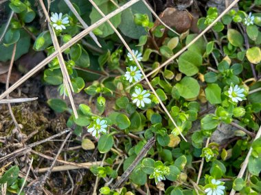 Yaygın civciv otu (Stellaria media) karanfil familyasından yıllık bir ottur. Polonya 'da ve tüm dünyada çok yaygındır..