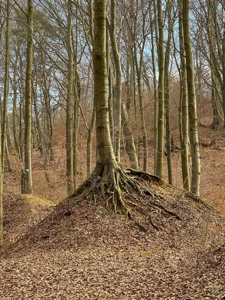 Baharın başlarında bir kayın ormanı. Yaşlı, ölü yapraklar yerde yatar ve henüz yeni yapraklar yoktur..
