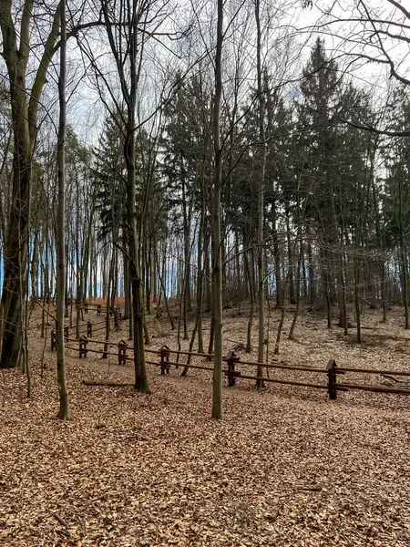 Baharın başlarında bir kayın ormanı. Yaşlı, ölü yapraklar yerde yatar ve henüz yeni yapraklar yoktur..
