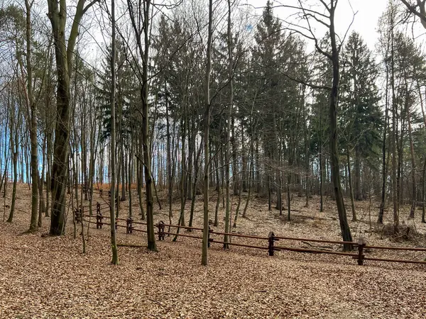 Baharın başlarında bir kayın ormanı. Yaşlı, ölü yapraklar yerde yatar ve henüz yeni yapraklar yoktur..