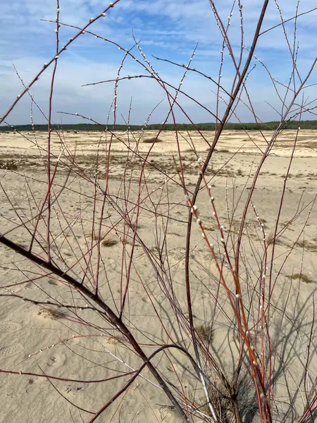 Bledowska Çölü, Güney Polonya 'nın Klucze kasabası yakınlarında bir yer. Kumlu bir çöl, turist gezilerinin yapıldığı bir yer. Willow catkins.