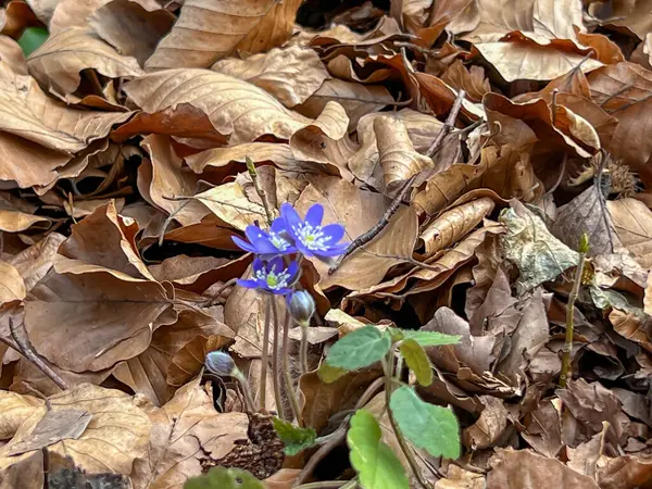 Hepatica nobilis değirmeninin mavi çiçekleri. İlkbaharın başlarında çiçek açan Polonya 'da sık sık yaprak döken ormanlarda bulunur..