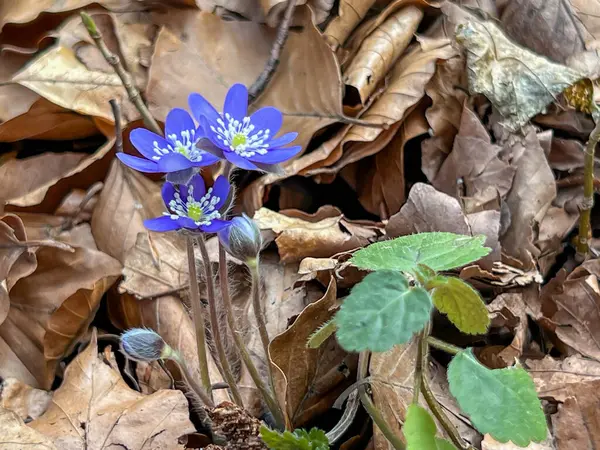 Hepatica nobilis değirmeninin mavi çiçekleri. İlkbaharın başlarında çiçek açan Polonya 'da sık sık yaprak döken ormanlarda bulunur..