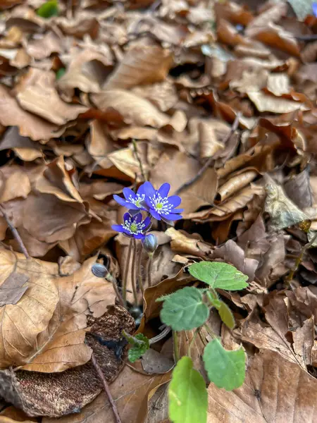 Hepatica nobilis değirmeninin mavi çiçekleri. İlkbaharın başlarında çiçek açan Polonya 'da sık sık yaprak döken ormanlarda bulunur..