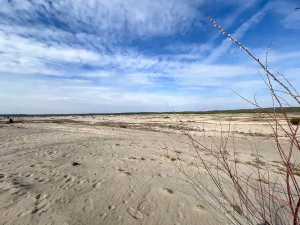 Bledowska Çölü, Güney Polonya 'nın Klucze kasabası yakınlarında bir yer. Kumlu bir çöl, turist gezilerinin yapıldığı bir yer. Willow catkins.